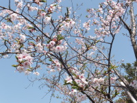 桜