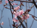 桜1