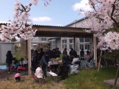 2017桜6